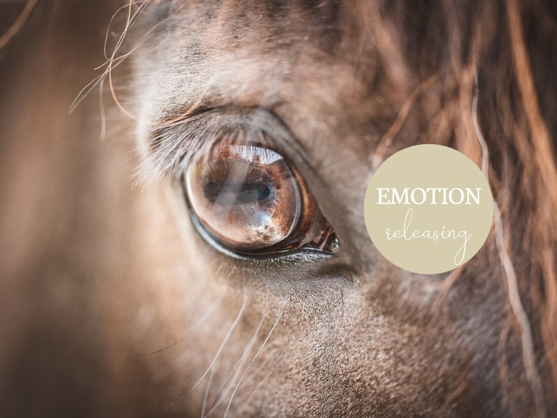 Sandra-Asendorf-Pferdephysiotherapie-Emotionreleasing-Energiearbeit-Kreis-Lippe