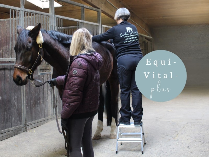 Sandra-Asendorf-Pferdephysiotherapie-Mehr-Fuer-Pferde-Equi-Vital-Plus-Paket-Pferdebehandlung-Kreis-Lippe